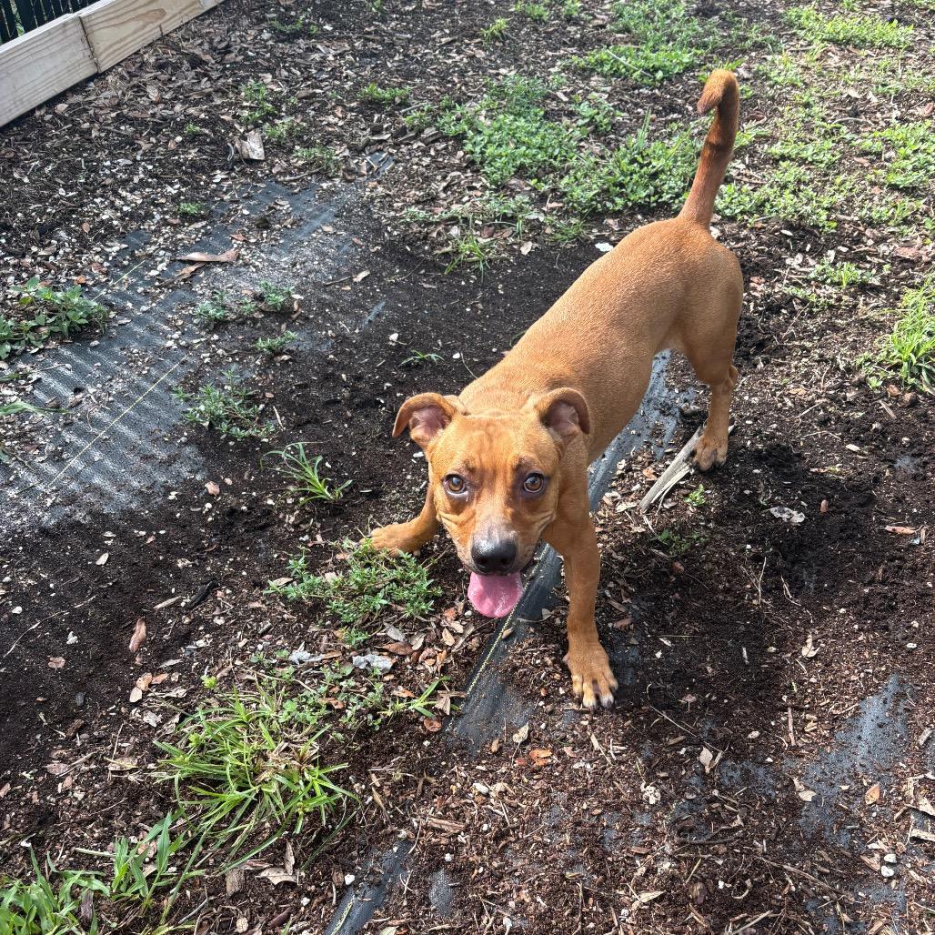 Gucci, Adoptable, Adult Male Mixed Breed.