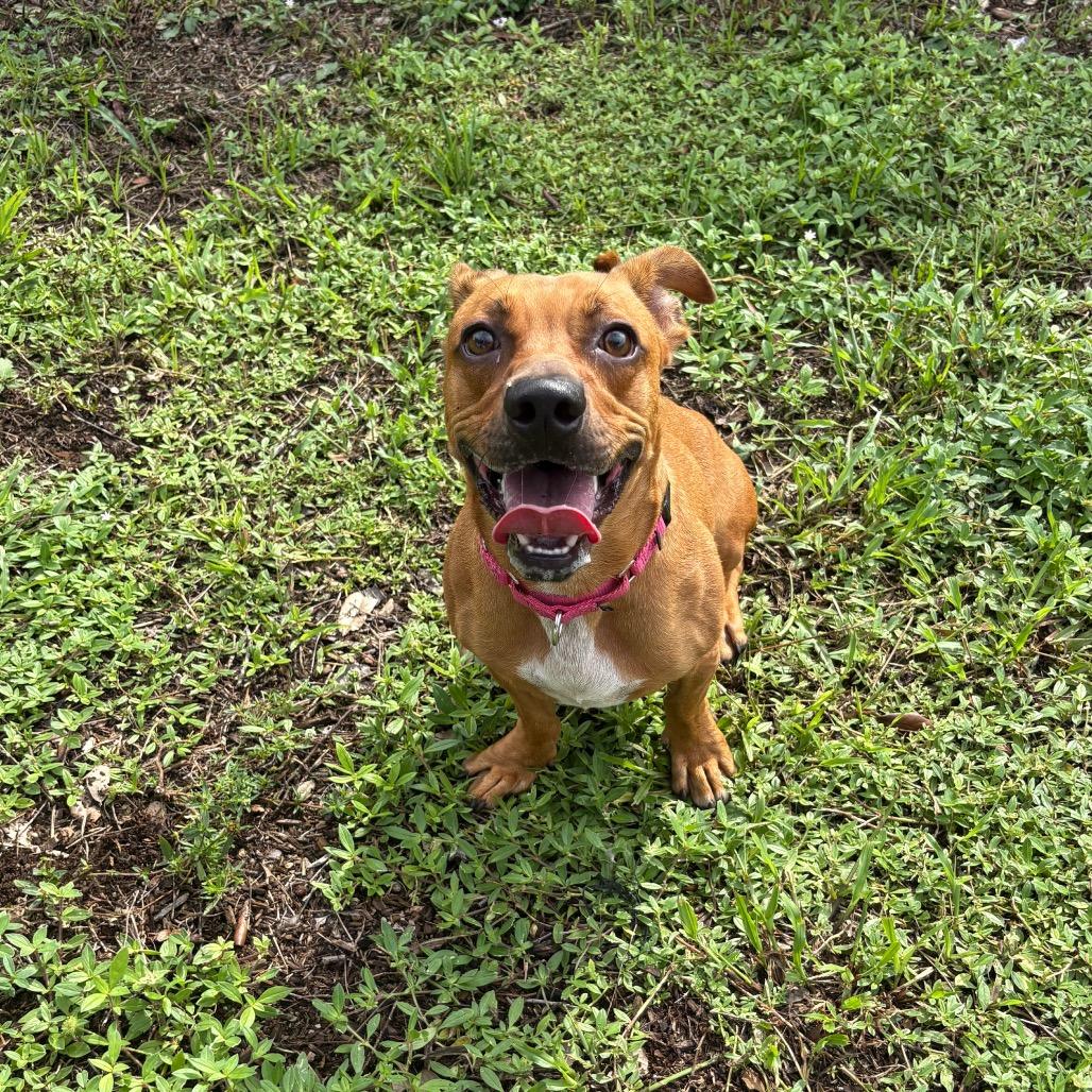Enlarge Gucci, a Adoptable Mixed Breed in West Palm Beach, FL image 2/6