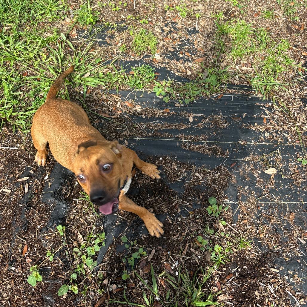 Enlarge Gucci, a Adoptable Mixed Breed in West Palm Beach, FL image 3/6