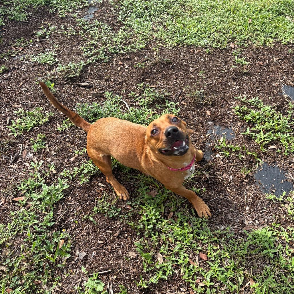 Enlarge Gucci, a Adoptable Mixed Breed in West Palm Beach, FL image 4/6