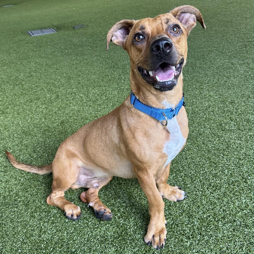 Enlarge Gucci, a Adoptable mixed breed in West Palm Beach, FL image 5/6