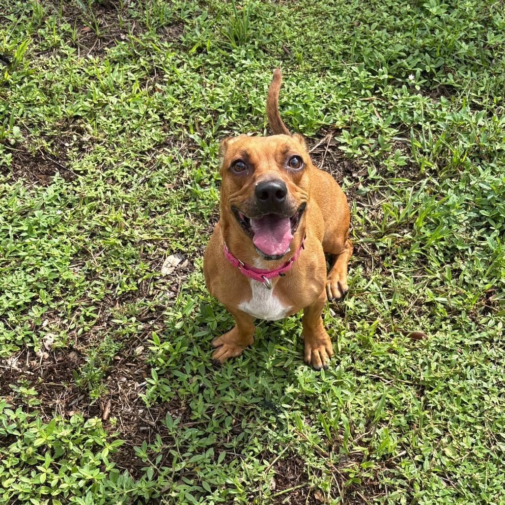 Enlarge Gucci, a Adoptable Mixed Breed in West Palm Beach, FL image 5/6