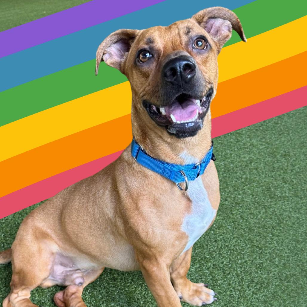 Enlarge Gucci, a Adoptable Mixed Breed in West Palm Beach, FL image 6/6