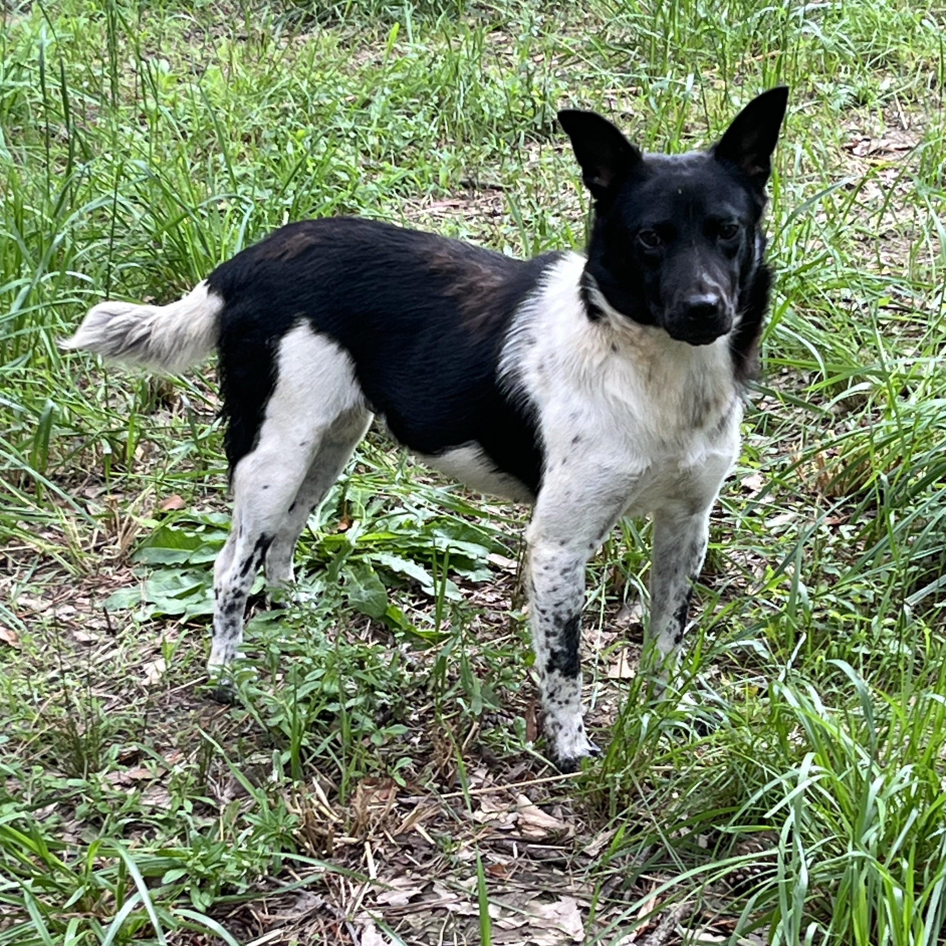 Sheba 1