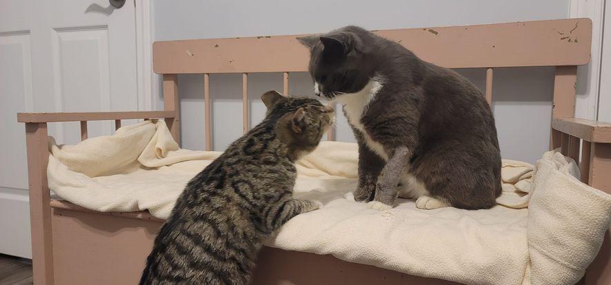 Enlarge Caroline, a ADOPTABLE Domestic Short Hair in Manchester, CT image 3/3