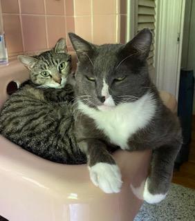 Enlarge Caroline, a ADOPTABLE Domestic Short Hair in Manchester, CT image 2/3