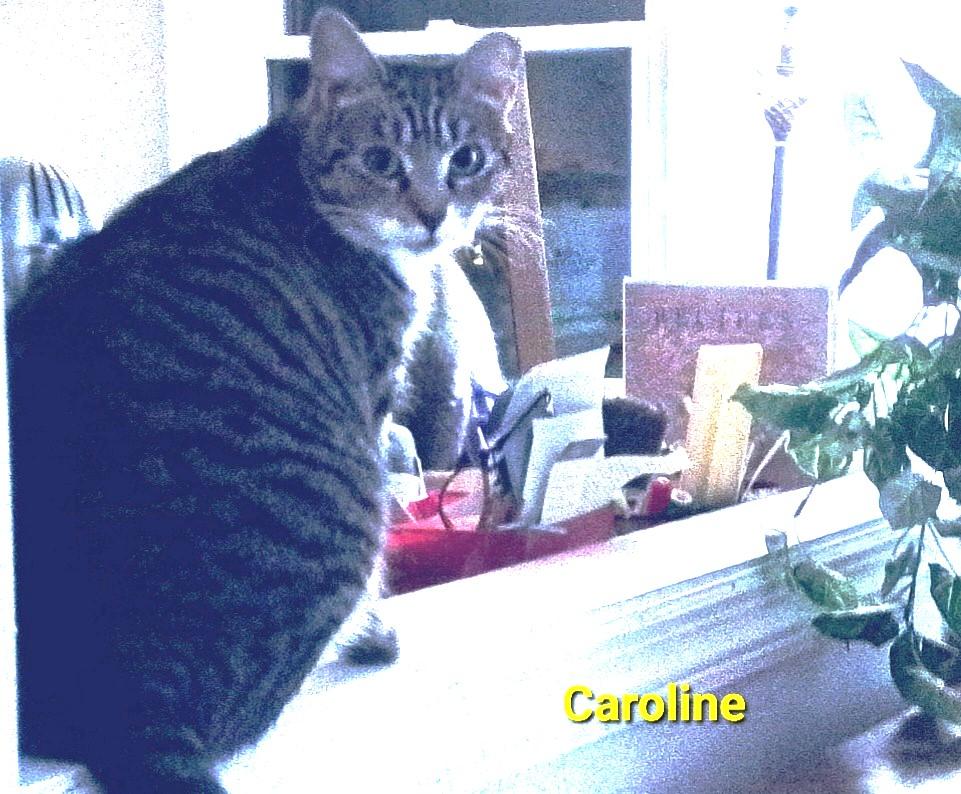 Caroline, ADOPTABLE, Adult Female Domestic Short Hair.