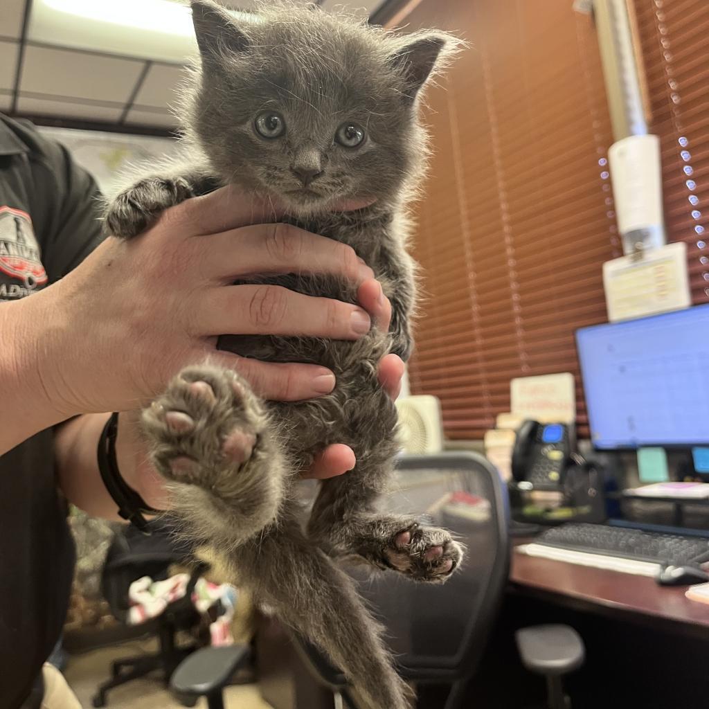 Felix, Adoptable, Adult Male Domestic Medium Hair.