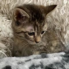 Xanadu--Adoptable with Bonded Companion, Narnia — thumbnail 2