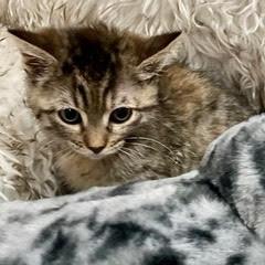 Xanadu--Adoptable with Bonded Companion, Narnia — thumbnail 3