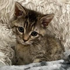 Xanadu--Adoptable with Bonded Companion, Narnia — thumbnail 4