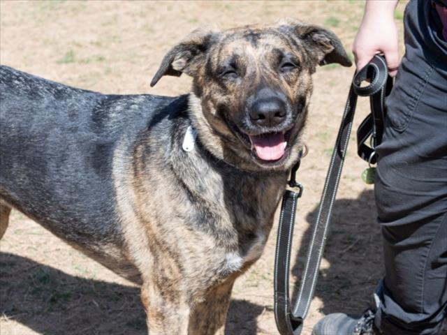 CALI, Adoptable, Adult Female German Shepherd Dog.