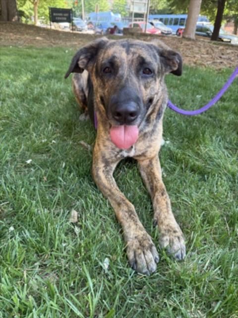 Enlarge CALI, a Adoptable German Shepherd Dog in Chapel Hill, NC image 1/1