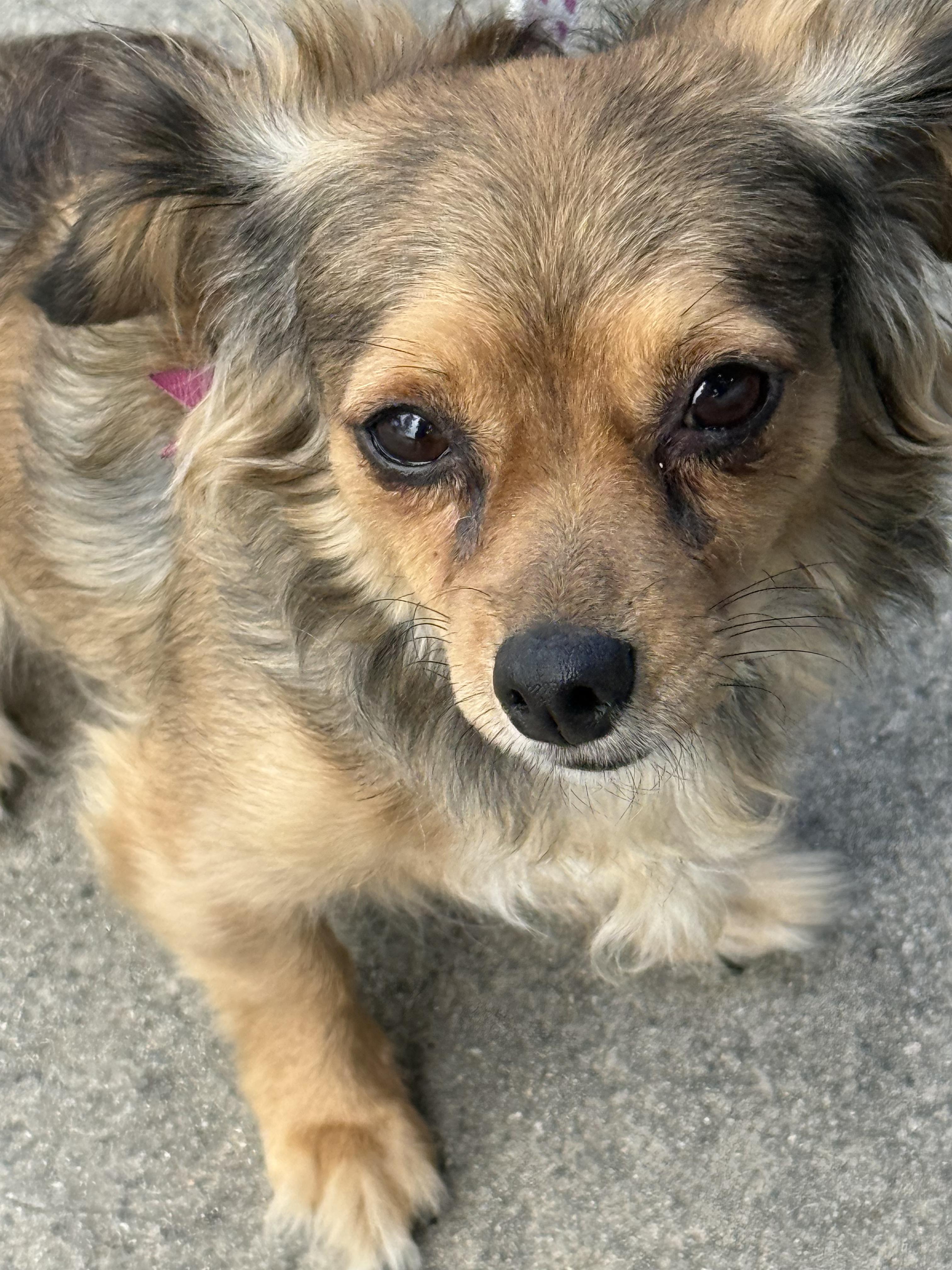Cricket, a ADOPTABLE mixed breed in Hawthorne, CA image 1/5
