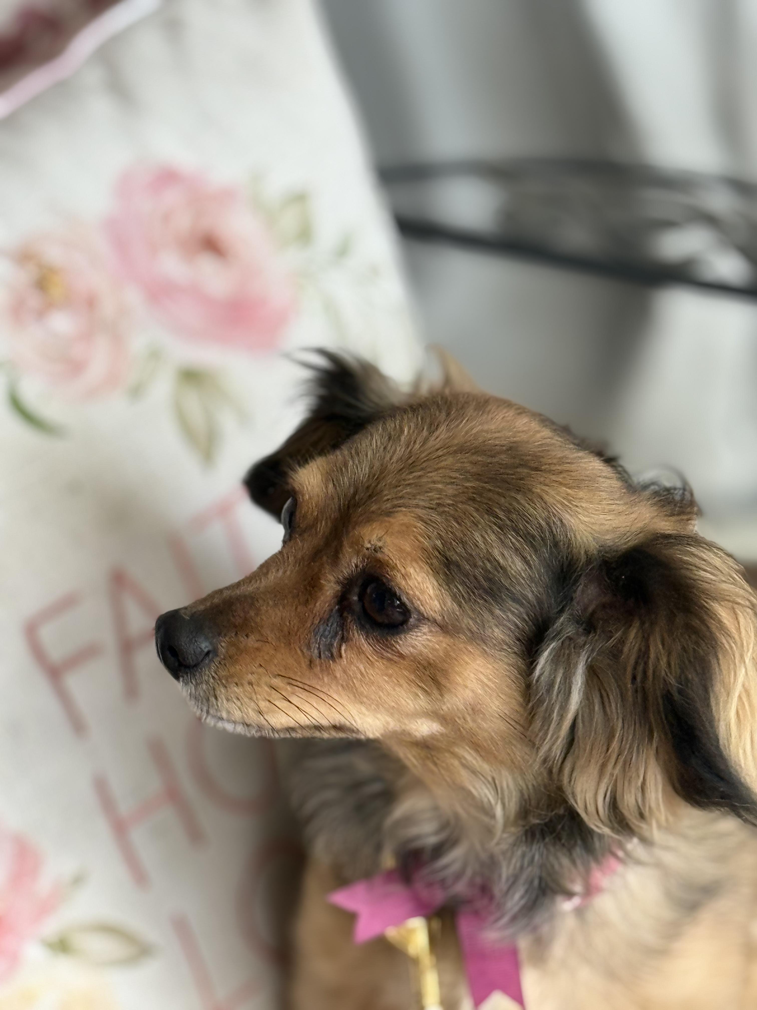 Cricket, a ADOPTABLE mixed breed in Hawthorne, CA image 3/5