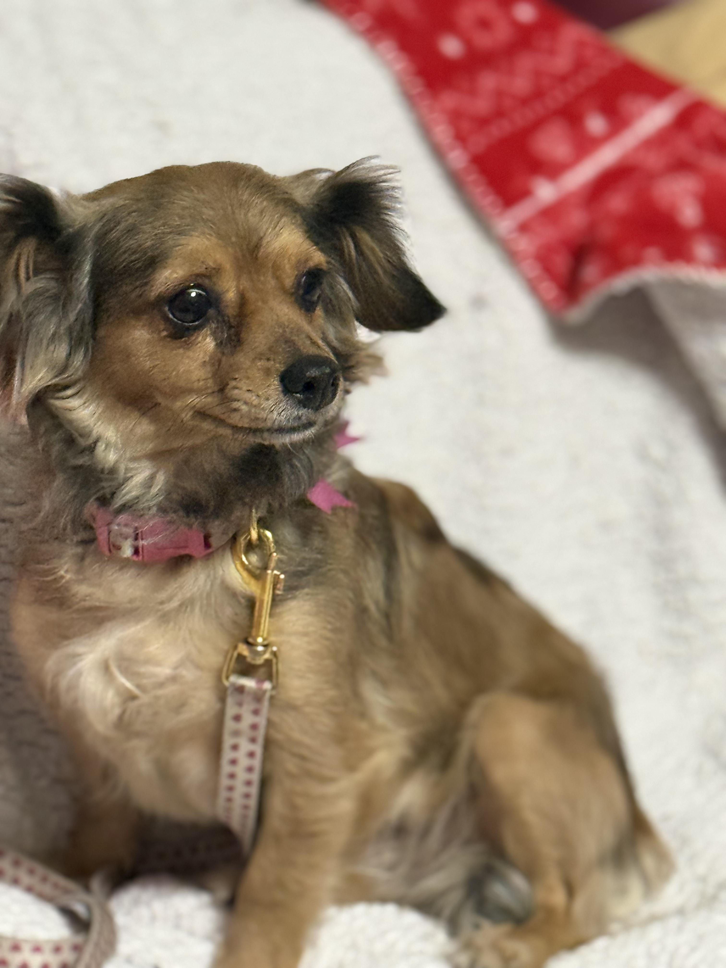 Cricket, a ADOPTABLE mixed breed in Hawthorne, CA image 5/5
