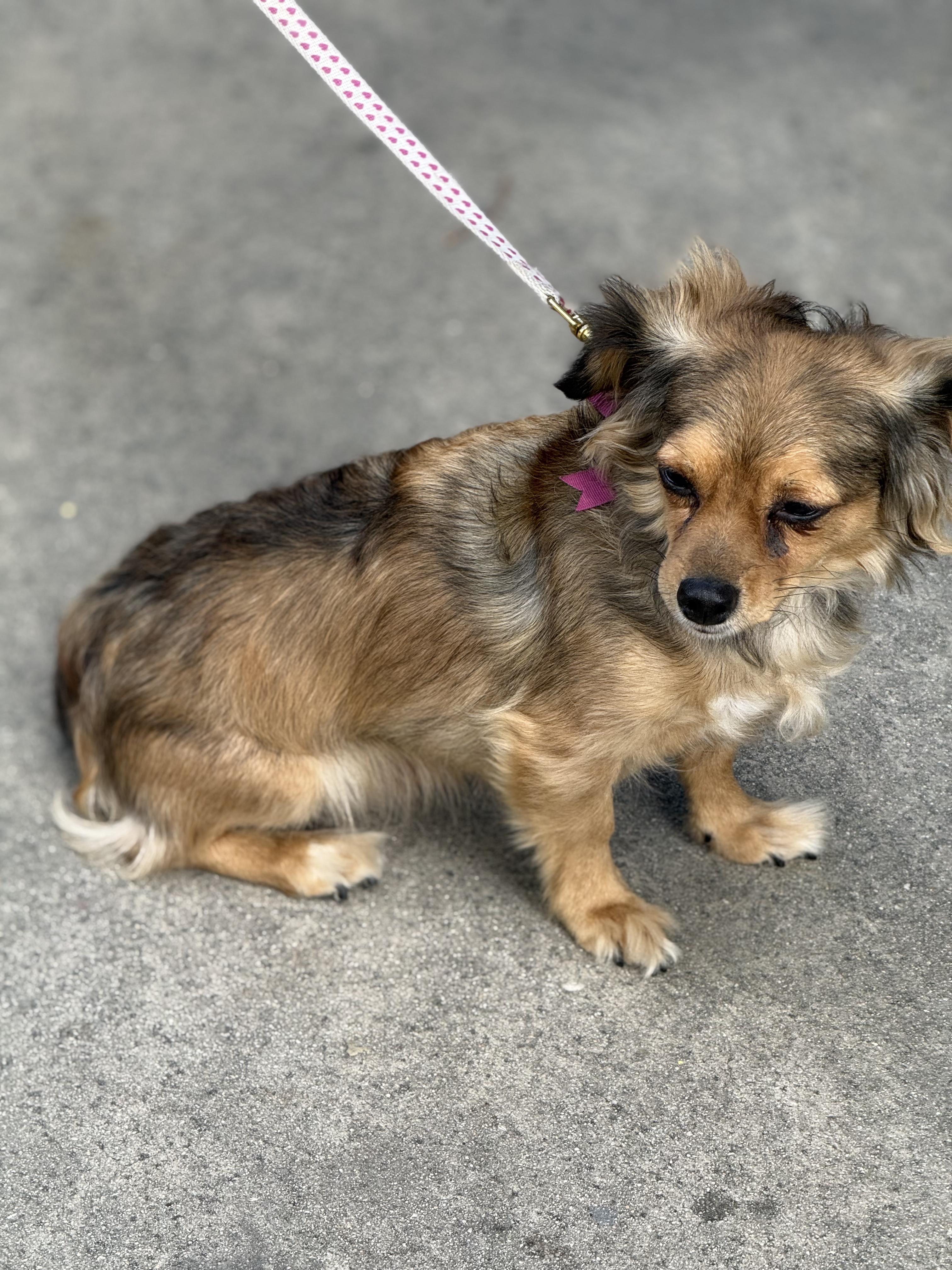 Cricket, a ADOPTABLE mixed breed in Hawthorne, CA image 4/5