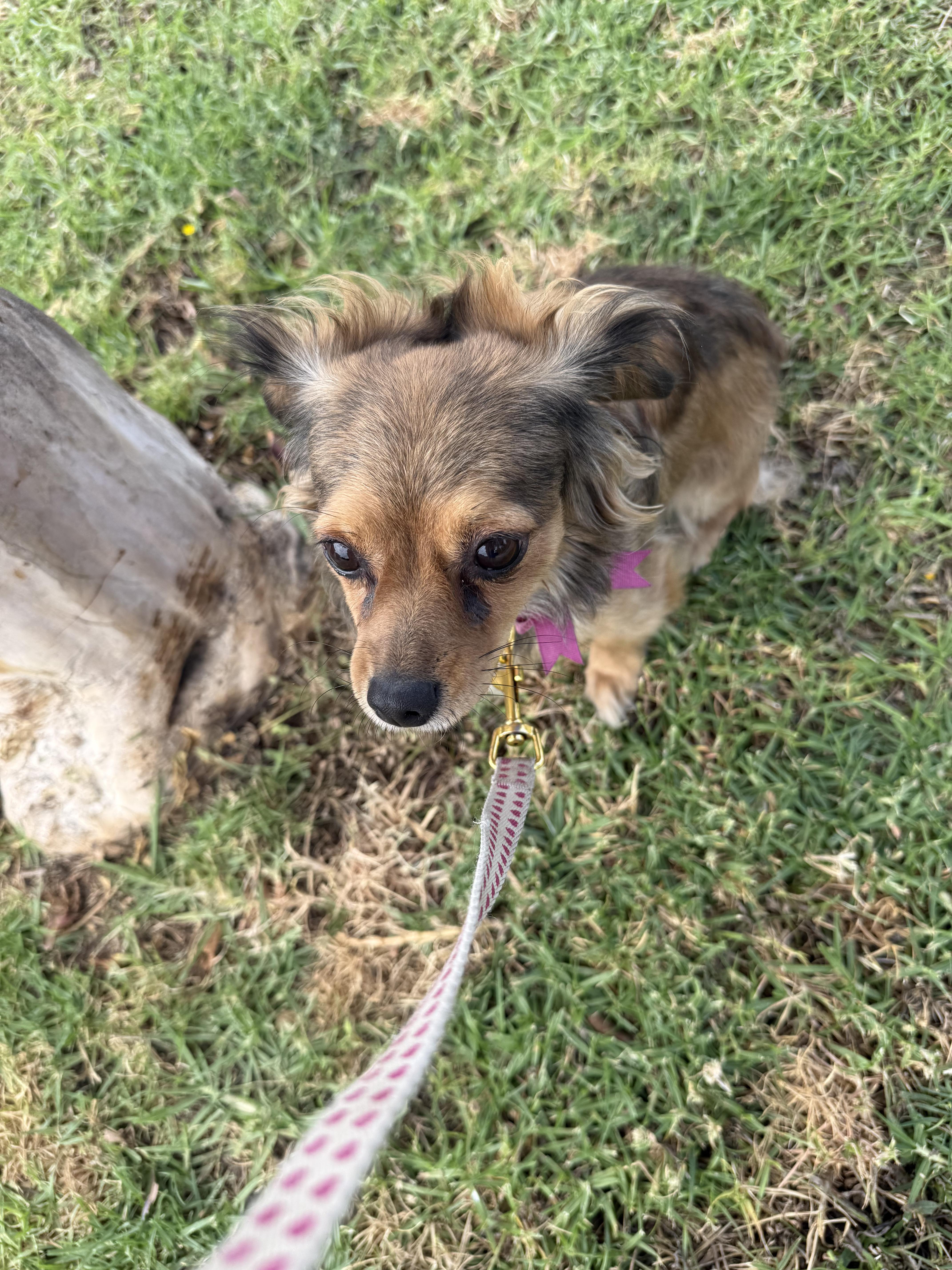 Cricket, a ADOPTABLE mixed breed in Hawthorne, CA image 2/5