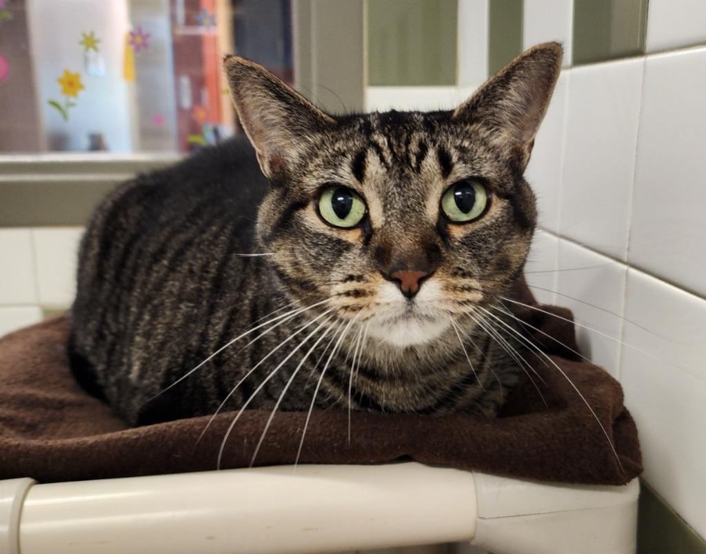 Enlarge Bertha, a Adoptable mixed breed in Superior, WI image 1/1