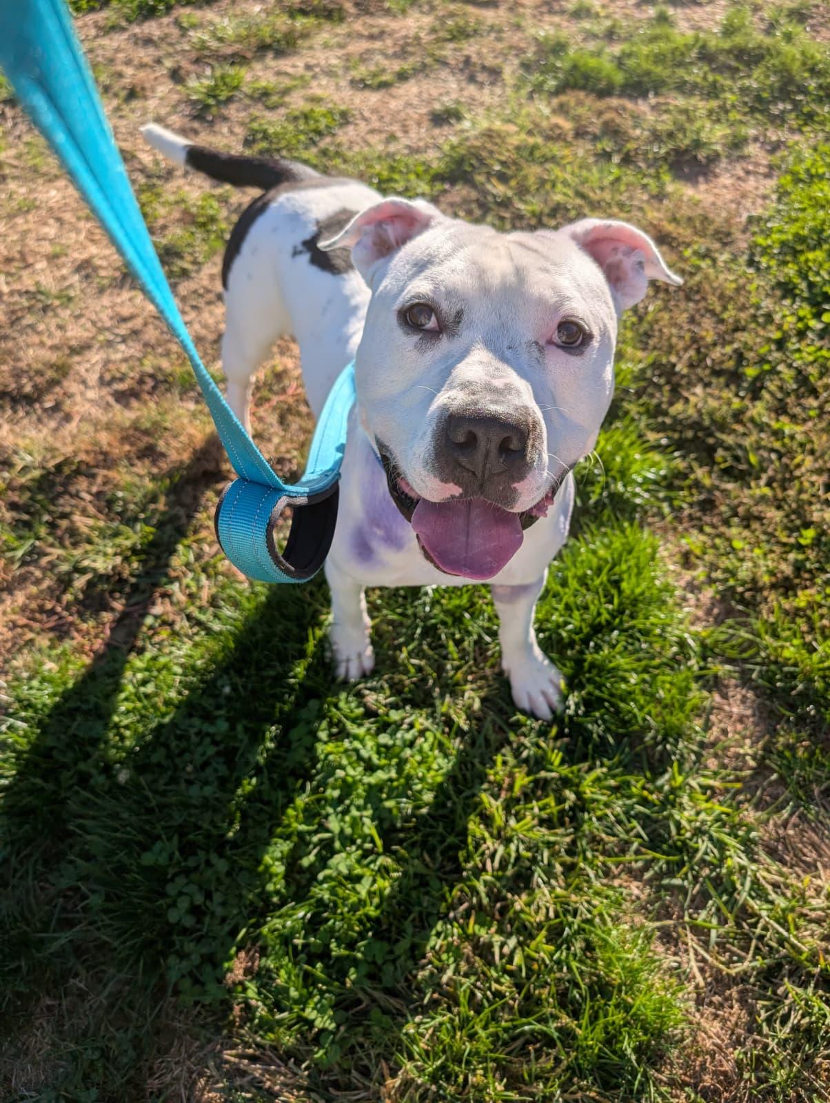 Enlarge Dice, a Adoptable mixed breed in Renfrew, PA image 2/3