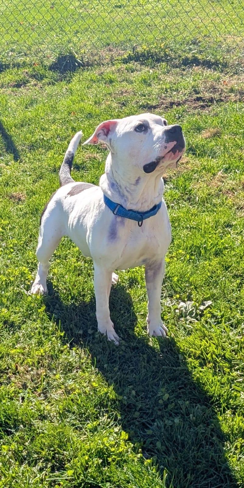 Enlarge Dice, a Adoptable mixed breed in Renfrew, PA image 2/6