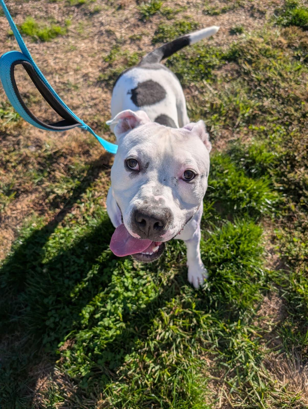 Enlarge Dice, a Adoptable mixed breed in Renfrew, PA image 3/3