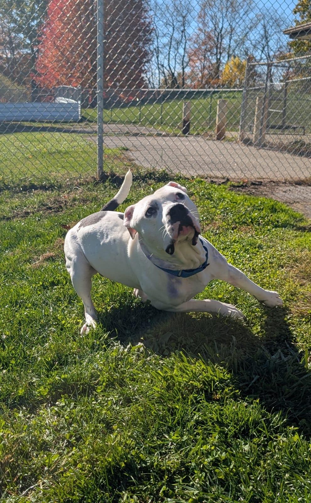Enlarge Dice, a Adoptable mixed breed in Renfrew, PA image 6/6