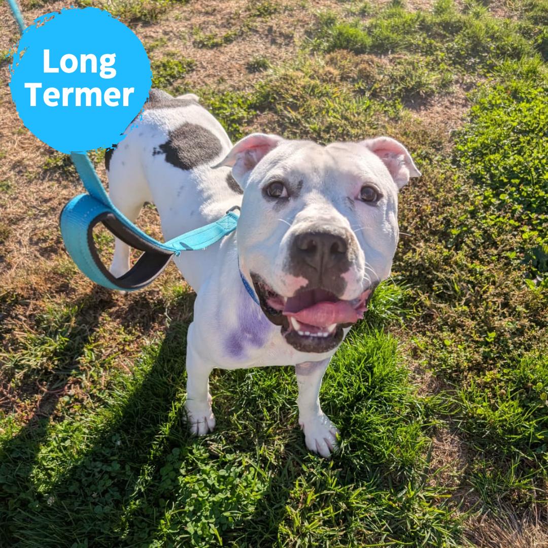 Dice, Adoptable, Adult Male American Bulldog.