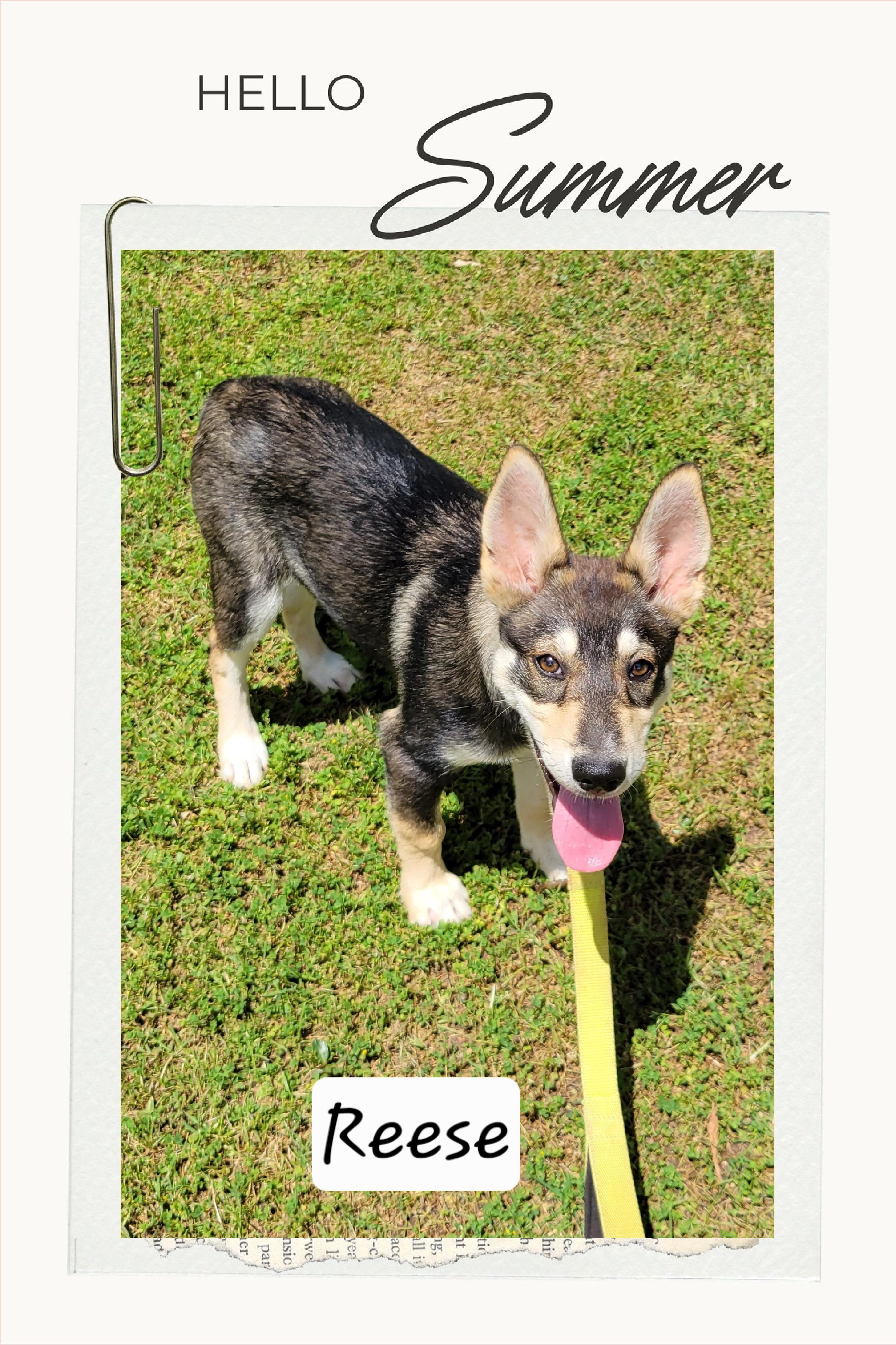 Reese, a ADOPTABLE mixed breed in Granbury, TX image 1/2
