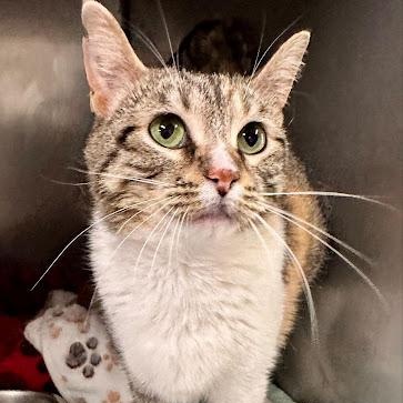 Nelly Furrtado, ADOPTABLE, Young Female American Shorthair.