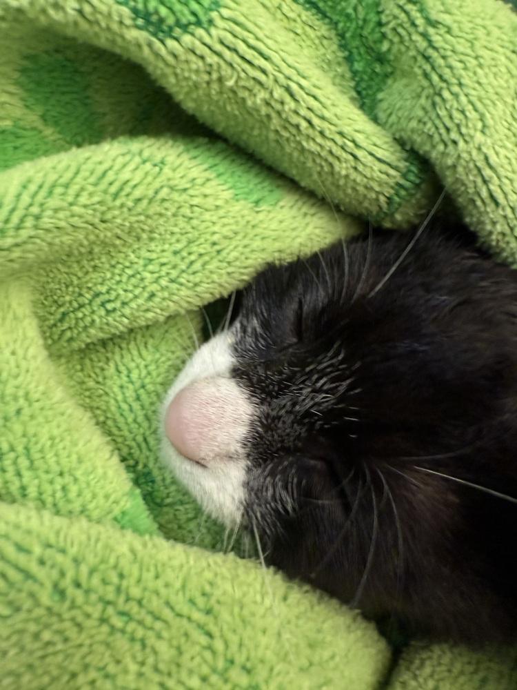 Daniela, Adoptable, Kitten Female Domestic Short Hair.