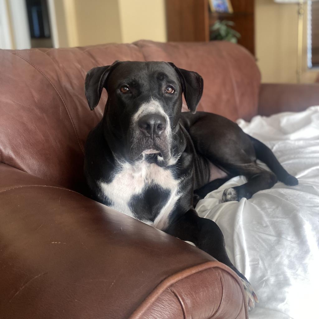 Brutus, Adoptable, Adult Male Black Labrador Retriever & Mixed Breed.