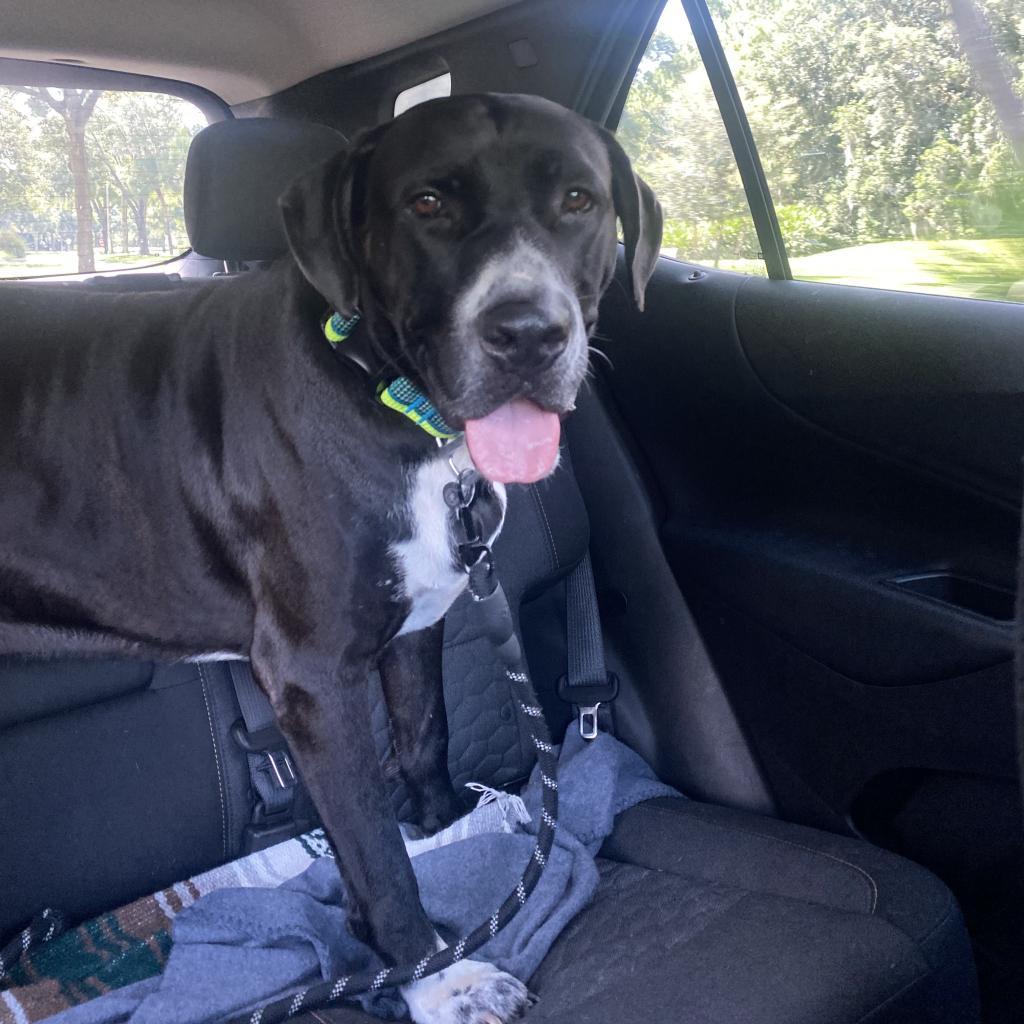 Enlarge Brutus, a Adoptable mixed breed in Gainesville, FL image 2/6