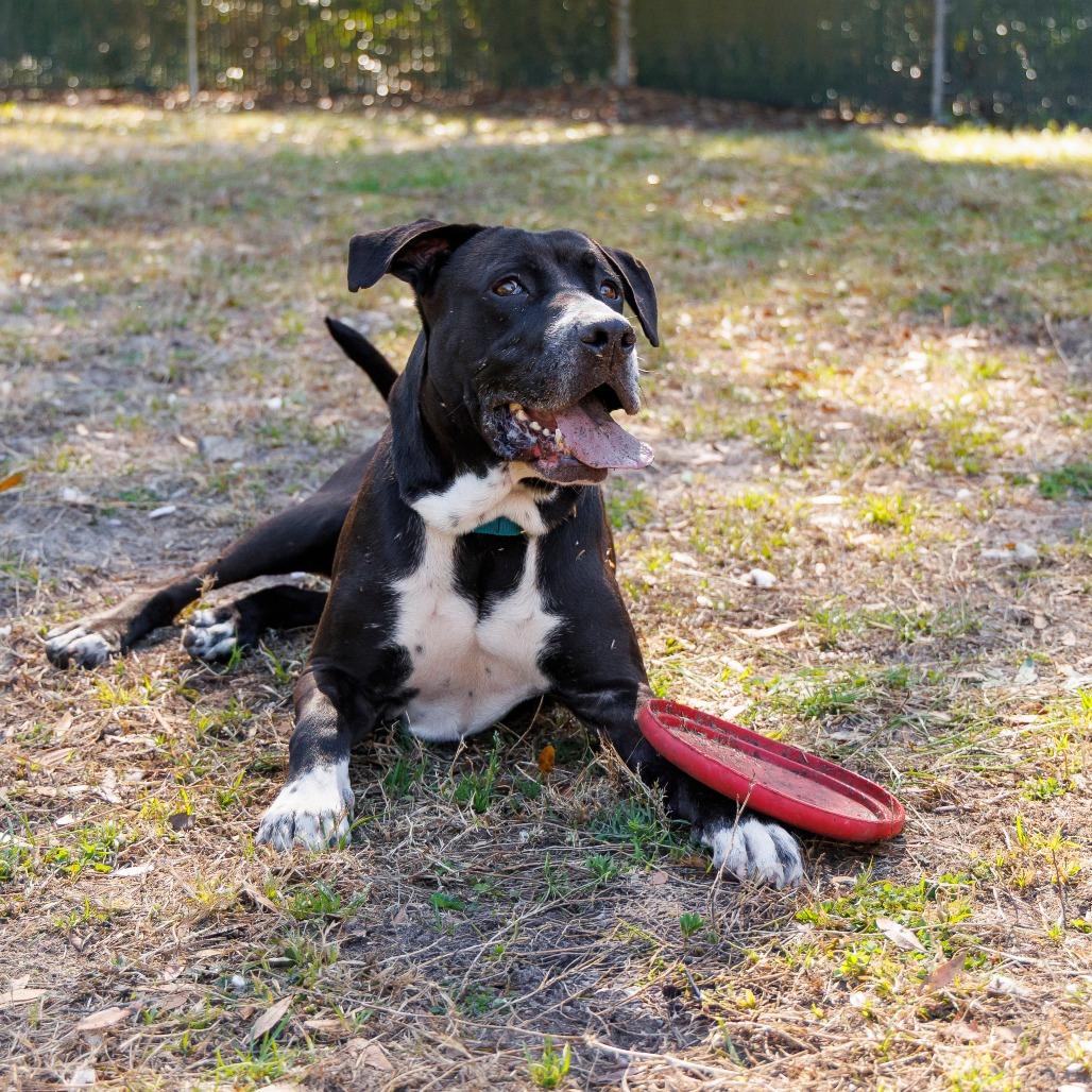 Brutus, a Adoptable mixed breed in Gainesville, FL image 3/6