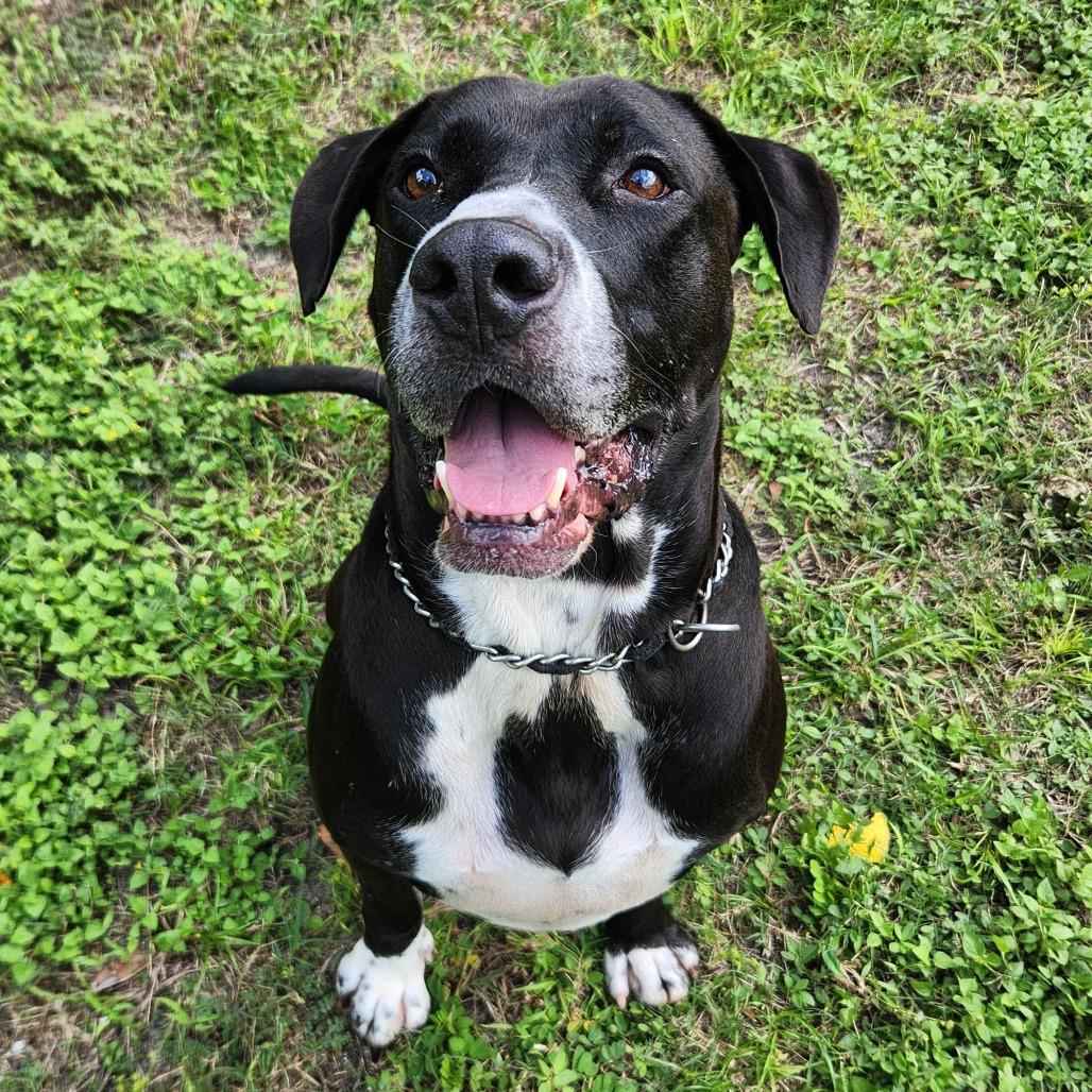 Enlarge Brutus, a Adoptable mixed breed in Gainesville, FL image 3/6
