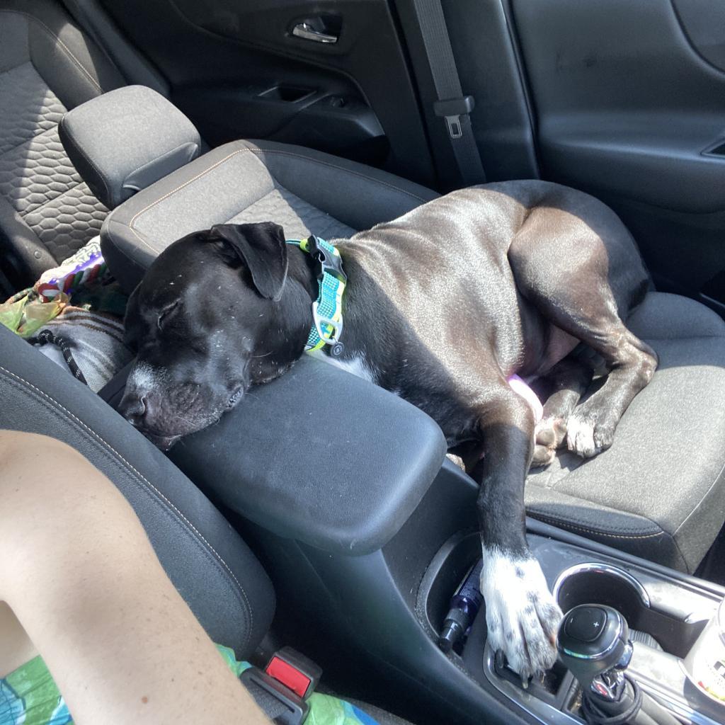 Enlarge Brutus, a Adoptable mixed breed in Gainesville, FL image 3/6