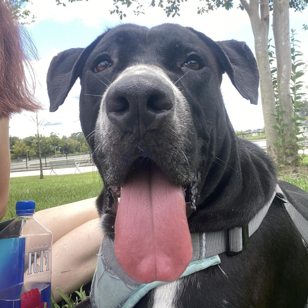 Enlarge Brutus, a Adoptable mixed breed in Gainesville, FL image 4/6