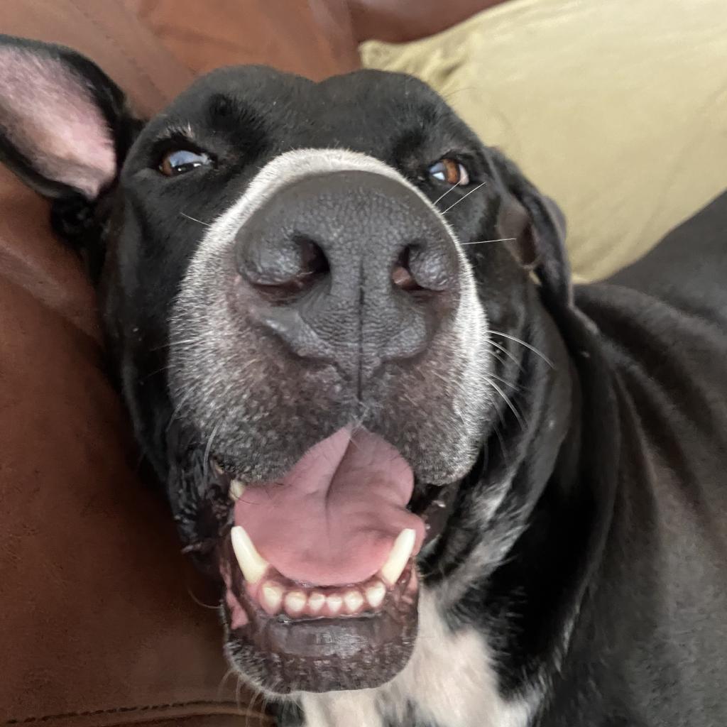 Enlarge Brutus, a Adoptable mixed breed in Gainesville, FL image 5/6