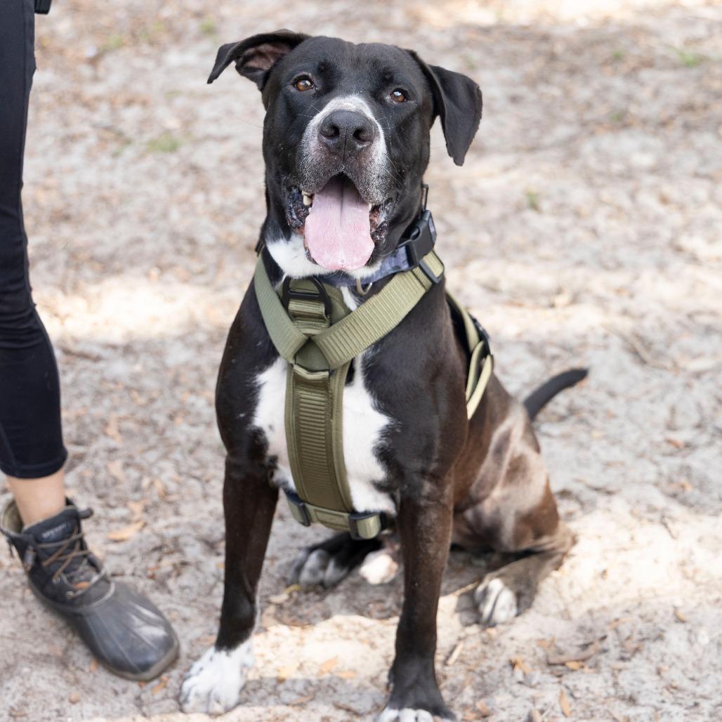 Enlarge Brutus, a Adoptable mixed breed in Gainesville, FL image 6/6