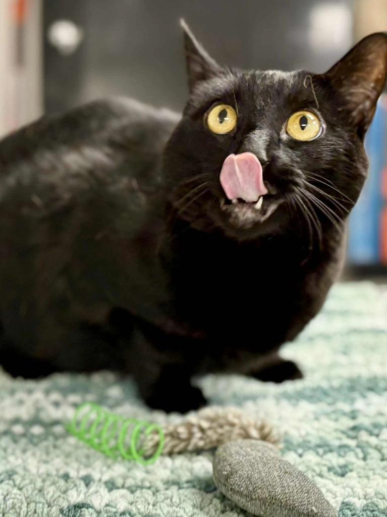 Candace, Adoptable, Adult Female Domestic Short Hair.