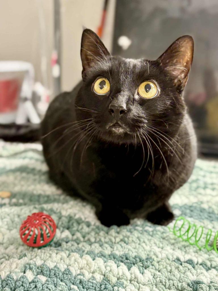 Enlarge Candace, a Adoptable mixed breed in New Kensington, PA image 6/6