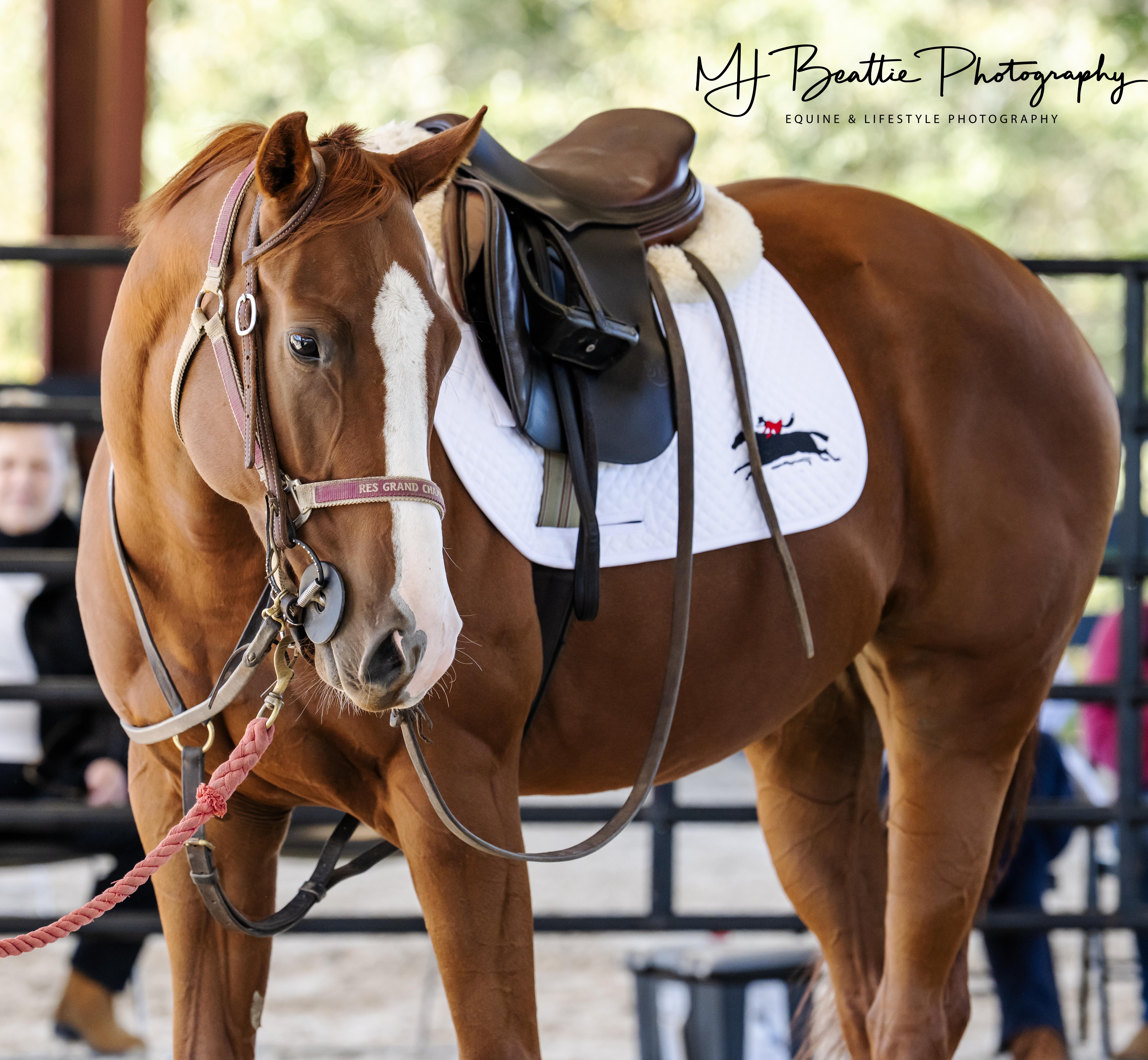Army of Six, a Adoptable Thoroughbred in Aiken, SC image 1/5