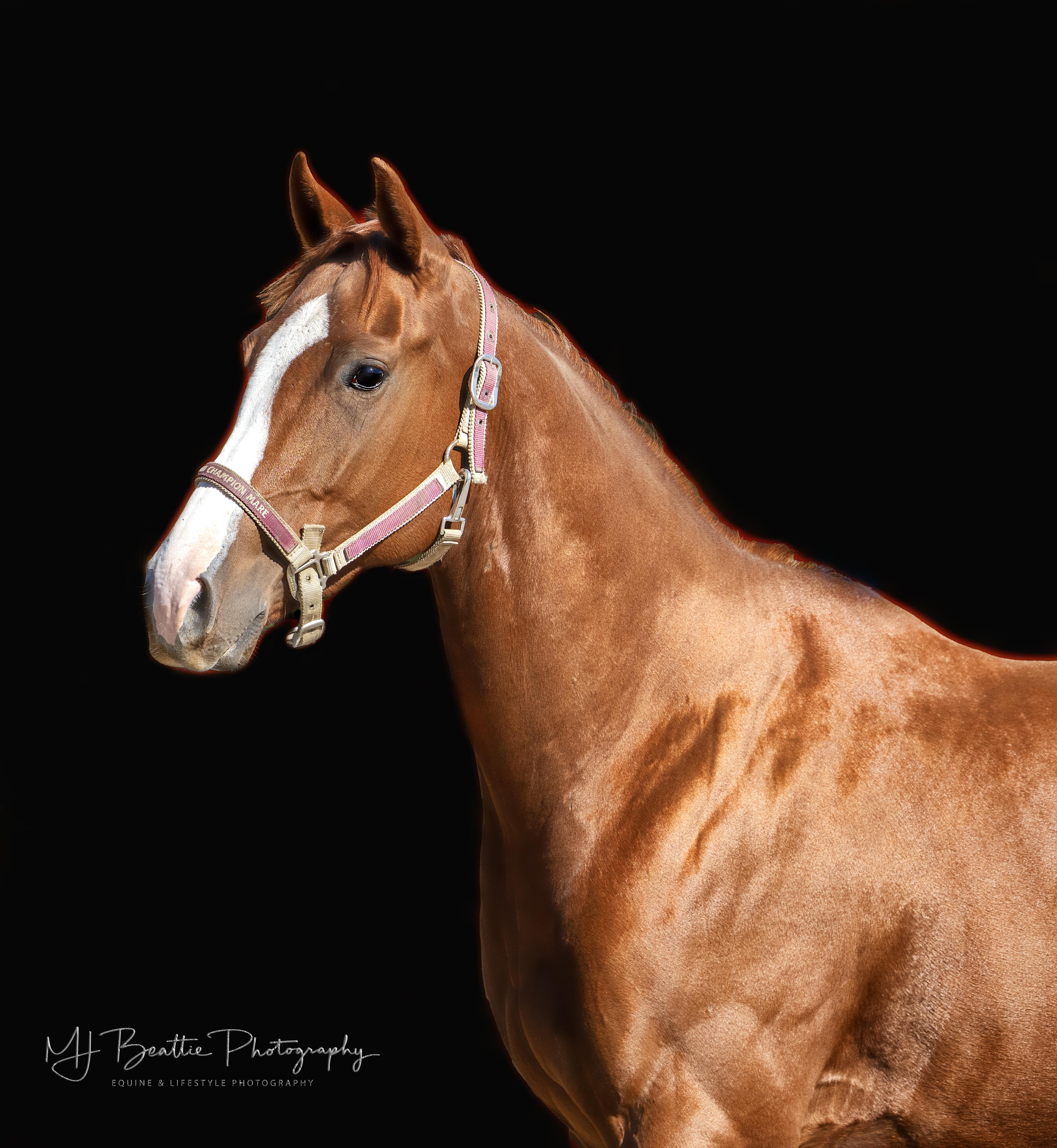 Army of Six, a Adoptable Thoroughbred in Aiken, SC image 3/5