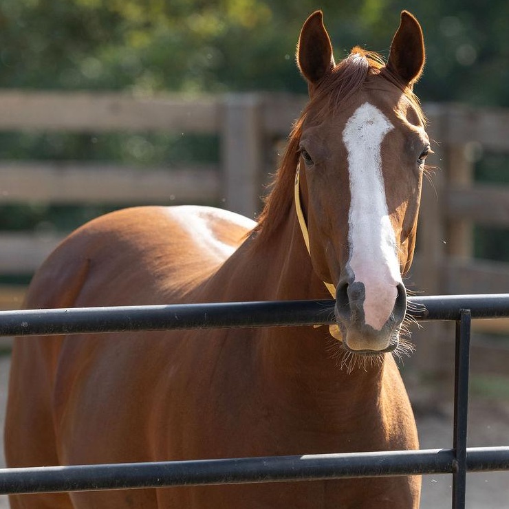 Army of Six, Adoptable, Young Female Thoroughbred.