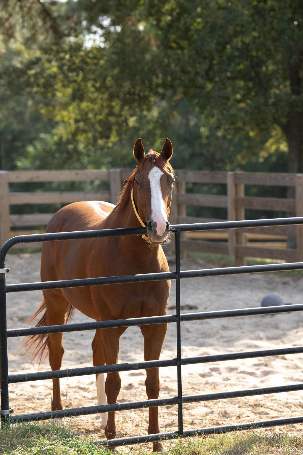 Army of Six, a Adoptable Thoroughbred in Aiken, SC image 5/5