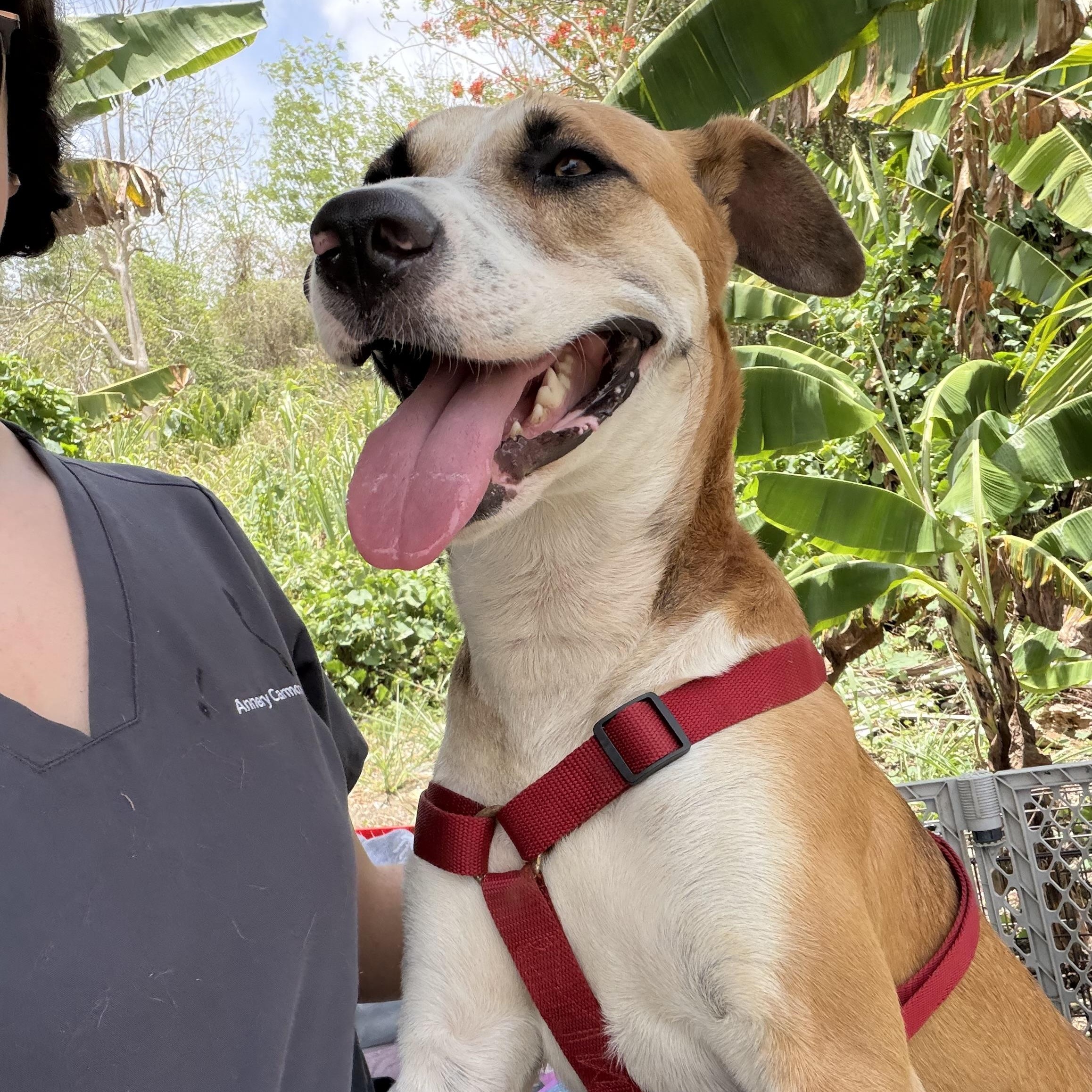 Enlarge Louis - The Big Playful Lovebug, a Adoptable mixed breed in PLEASANTVILLE, NY image 4/6