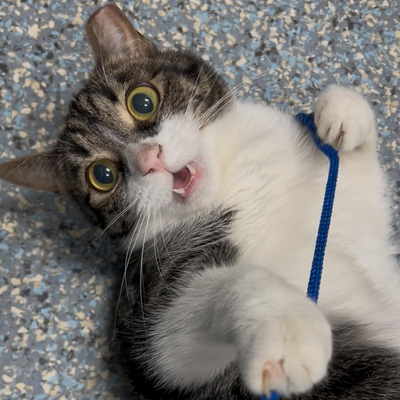J. Doe, Adoptable, Adult Female Domestic Short Hair.