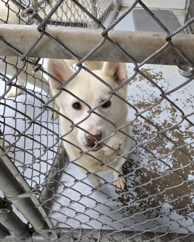 Lilah, Adopted, Young Female Husky.