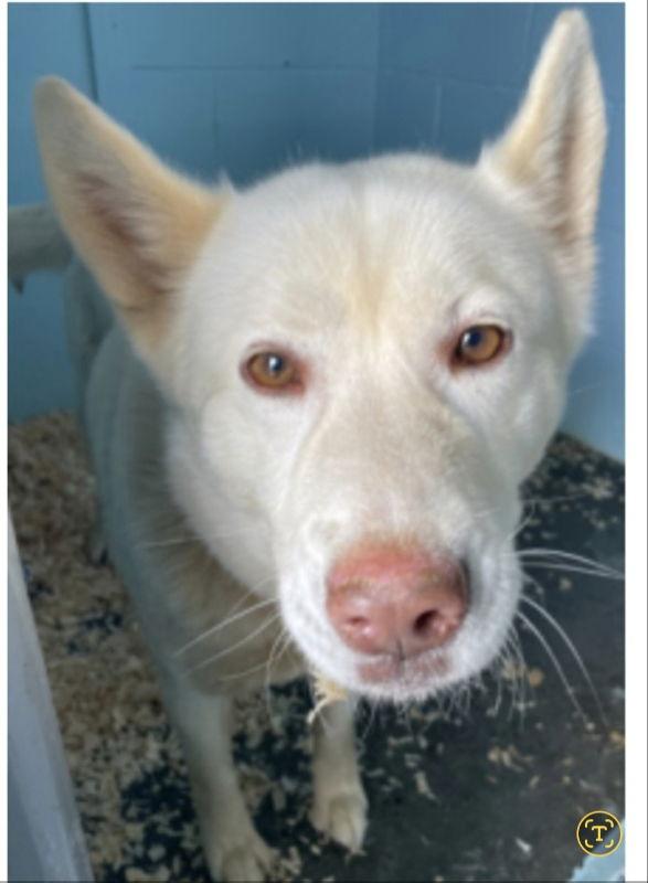 Enlarge Lilah, a Adopted Husky in Winston Salem, NC image 2/3