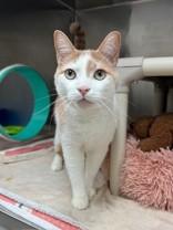 Enlarge Maple, a ADOPTABLE Domestic Short Hair in Whitby, ON image 2/3